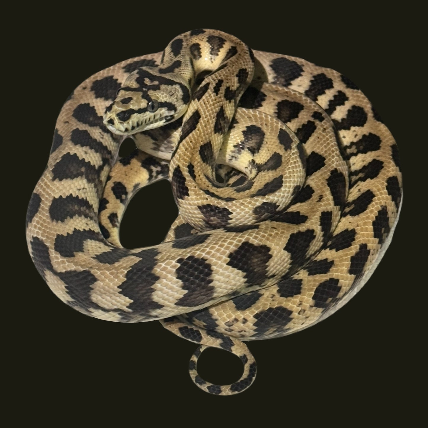Papuan (IJ) Jag Poss Het Axanthic Granite M