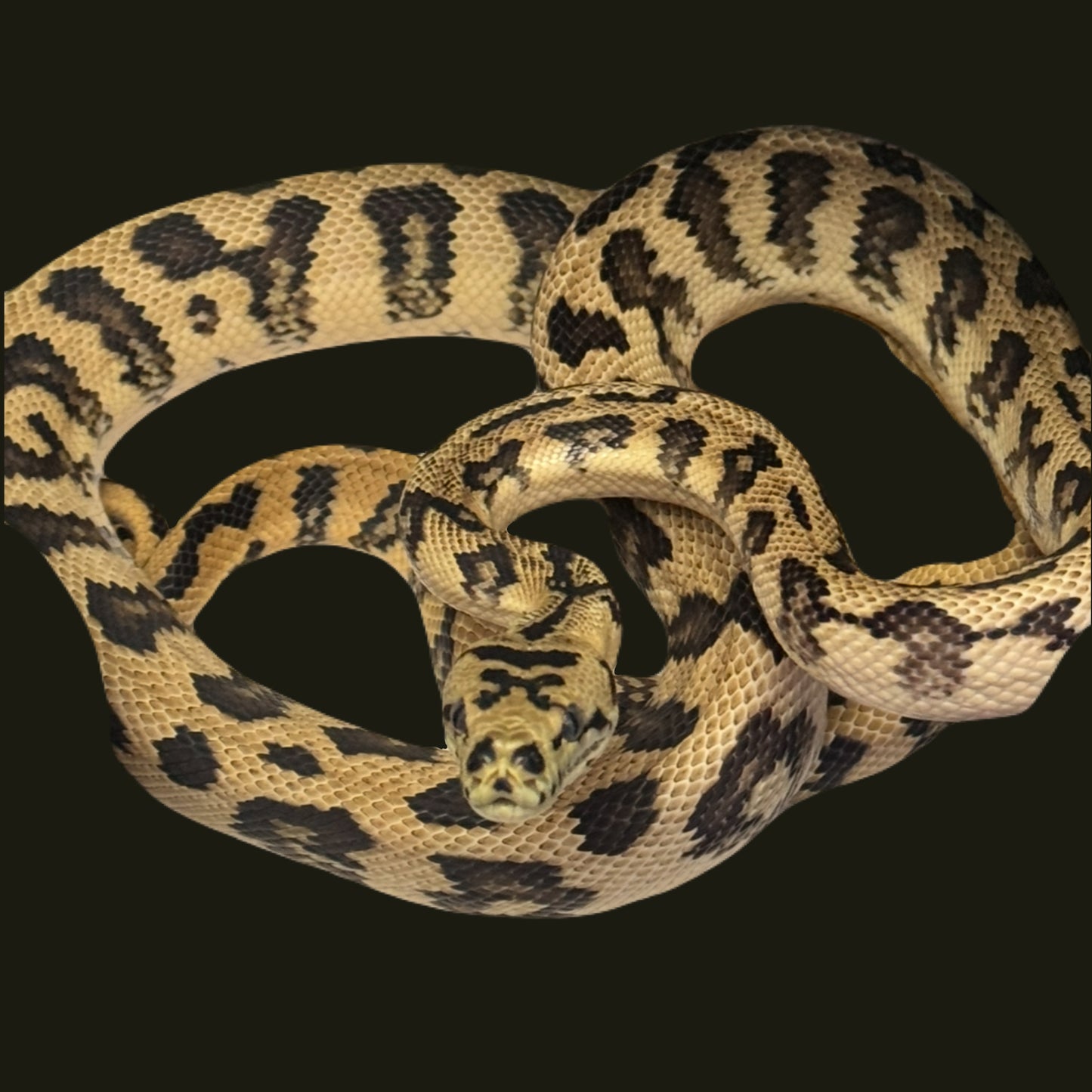 Papuan (IJ) Jag Poss Het Axanthic Granite F