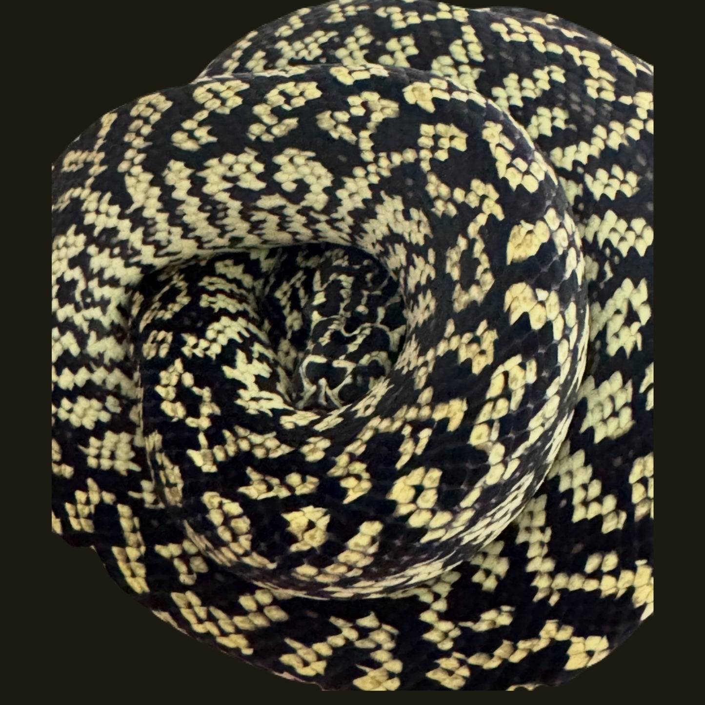 Zebra Jungle F