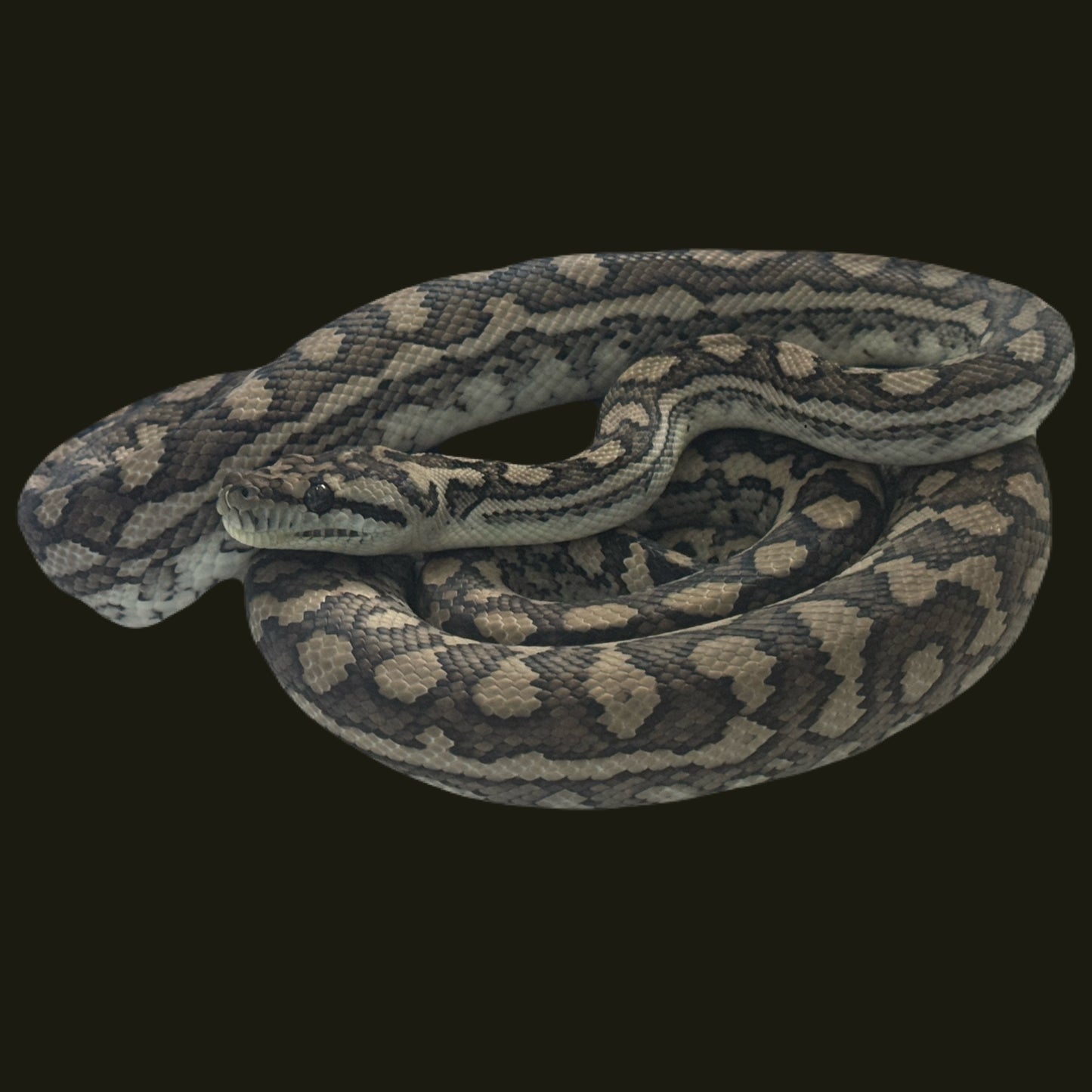 MBB Red Coastal poss Het Axanthic M