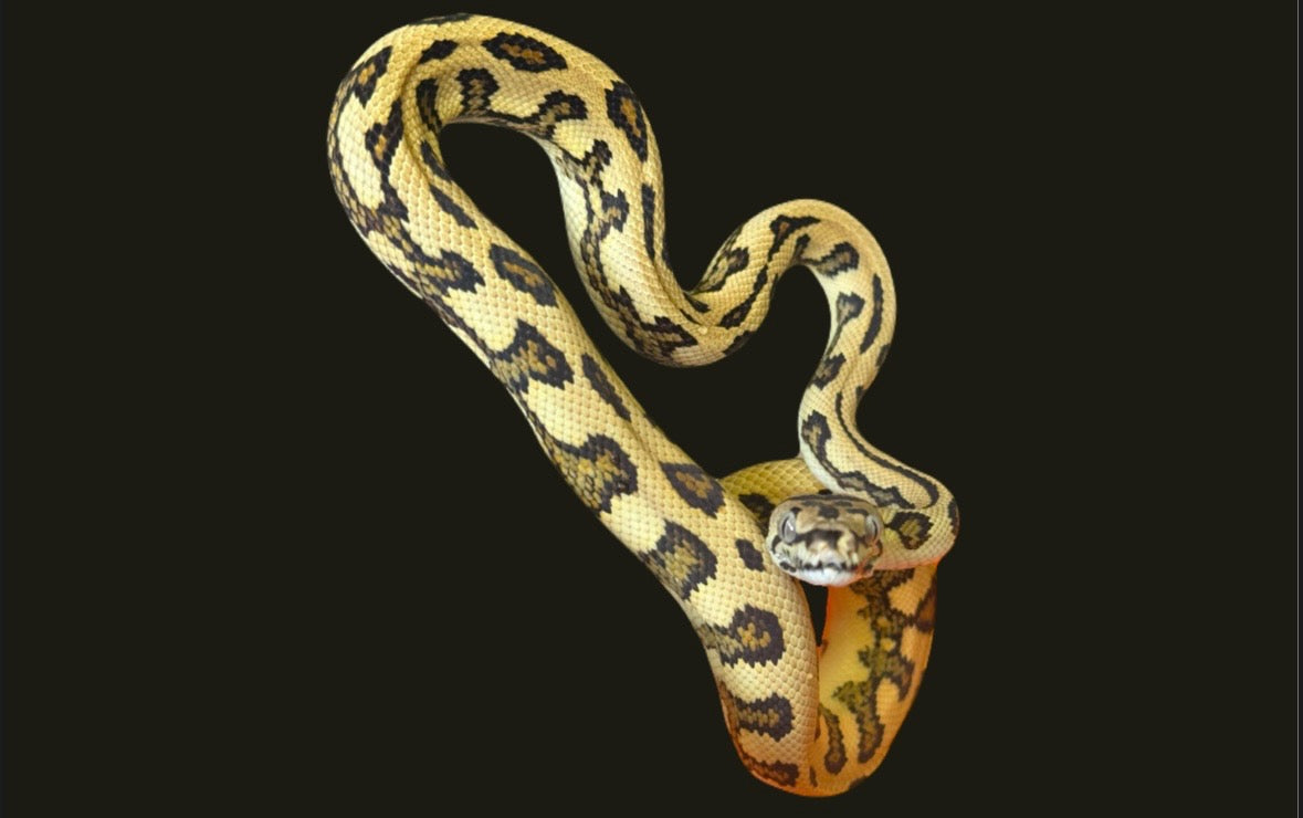 Jungle Jag Carpet Python Female
