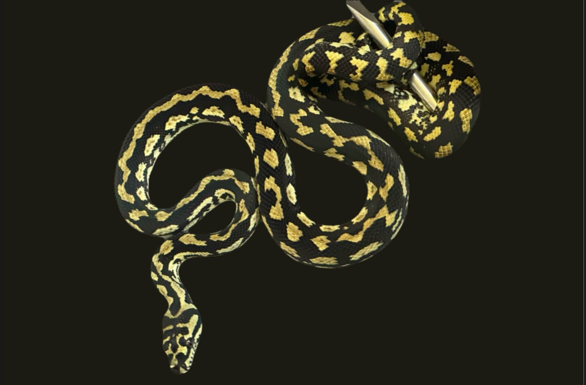 Jungle X Coastal Carpet Python Male