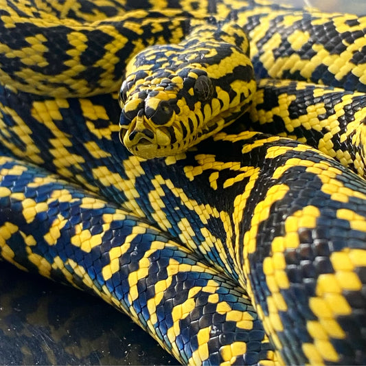 Welcome to the Keeper Exotics Jungle Carpet Python Collection