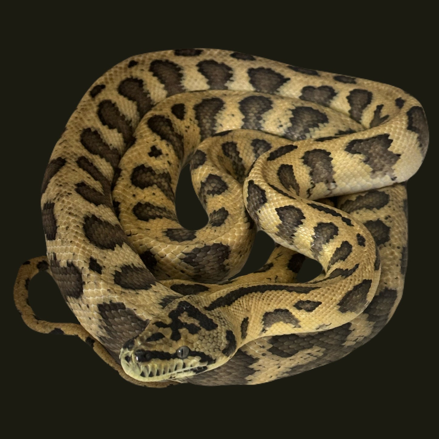 Papuan (IJ) Jag Double Het Granite Axanthic