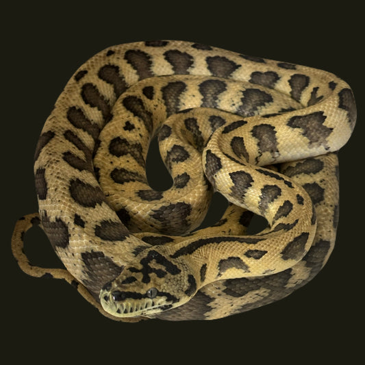 Papuan (IJ) Jag Double Het Granite Axanthic