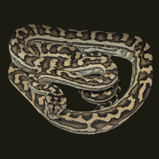Live Exotics – KeeperExotics