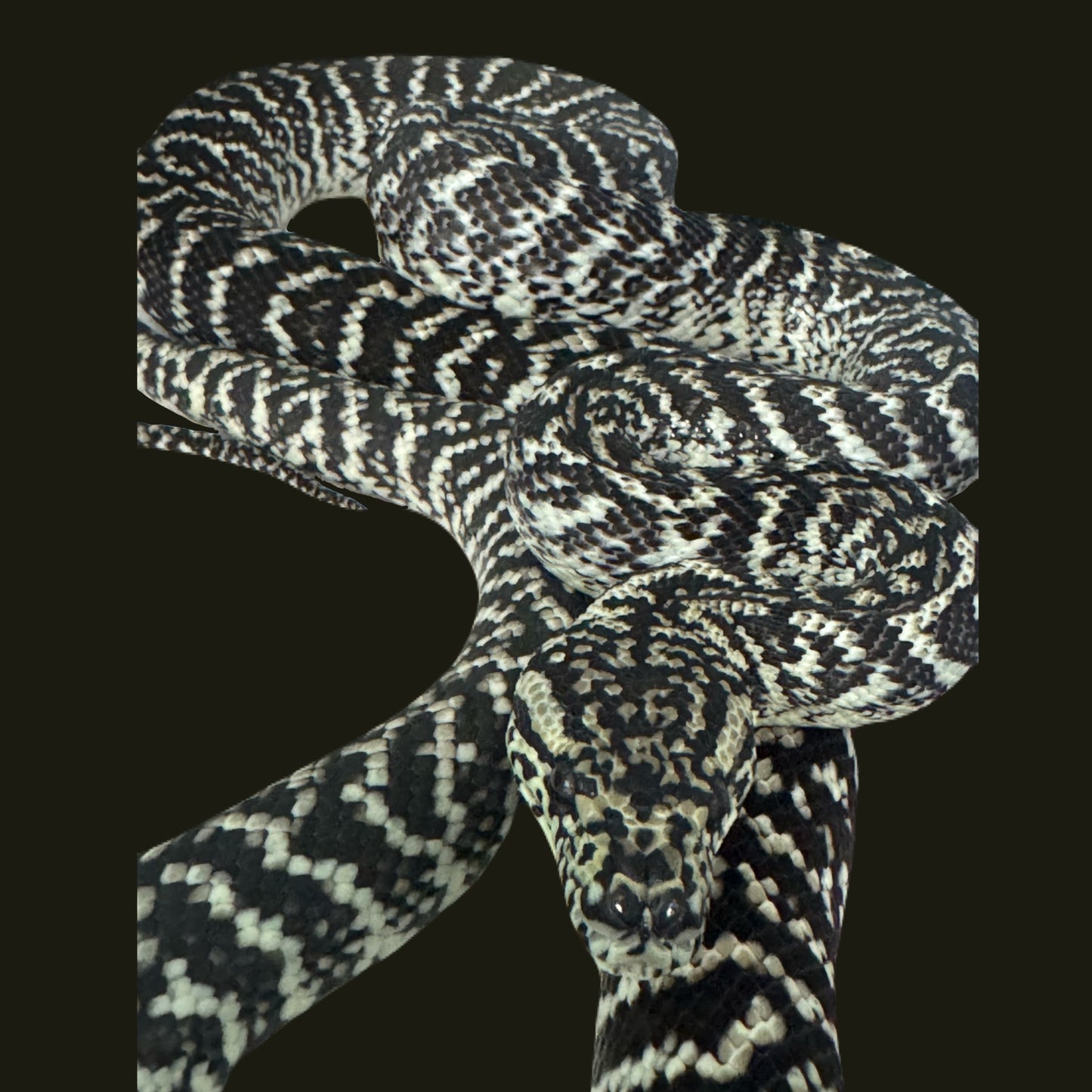 Axanthic Granite Carpet Python F
