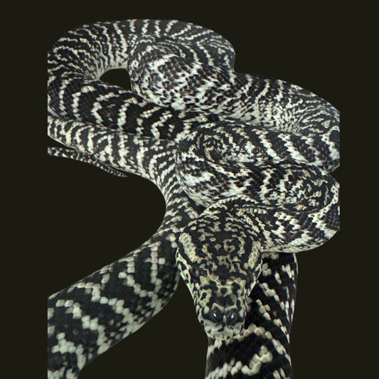 Axanthic Granite Carpet Python F