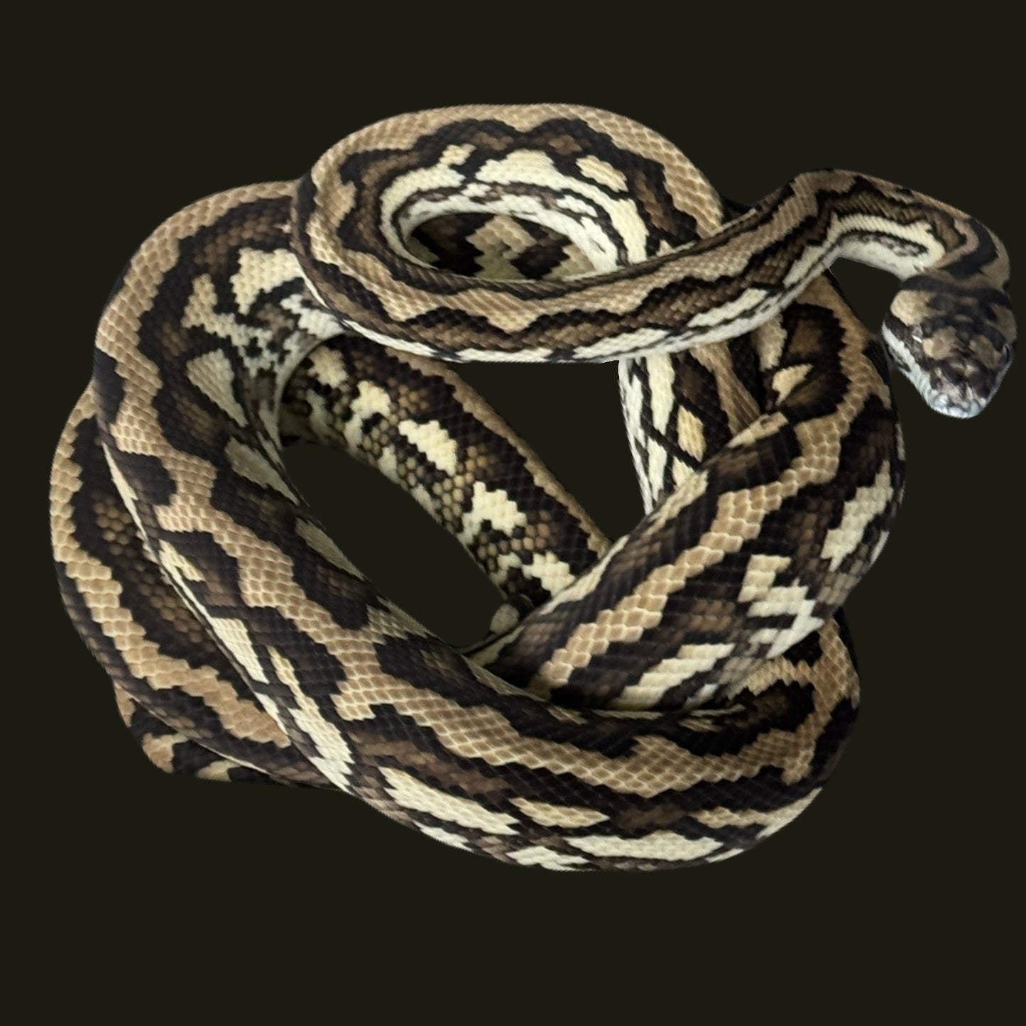 MBB/MPENN Red Coastal poss Het Axanthic