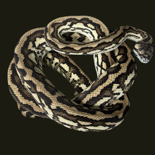 MBB/MPENN Red Coastal poss Het Axanthic