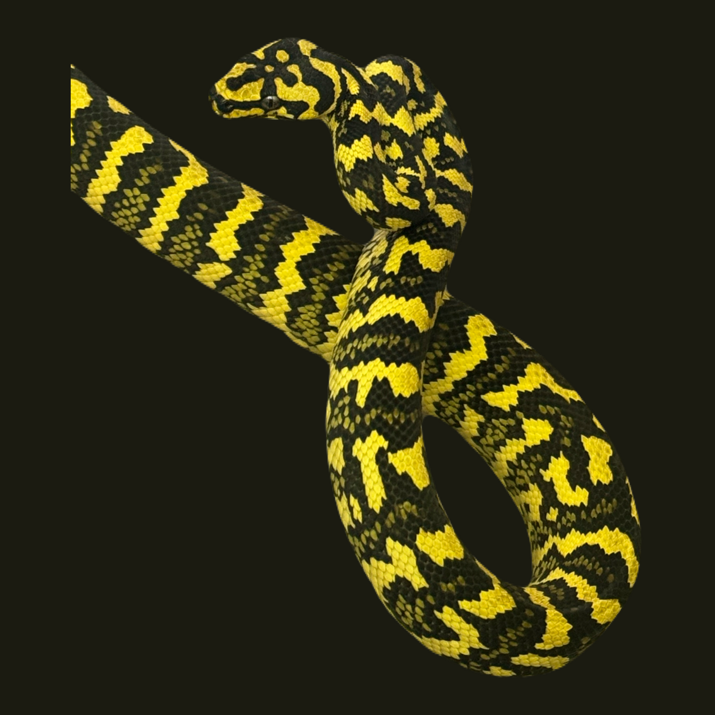 Jungle carpet python