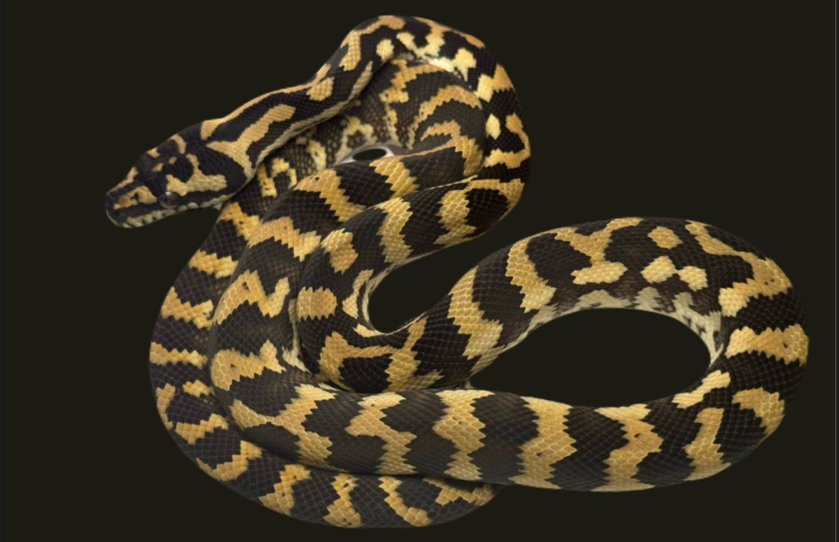 Jungle X Coastal Carpet Python Female