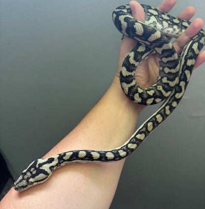 MBB Red Coastal Carpet Python