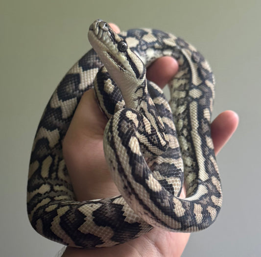 MBB Red Coastal Carpet Python