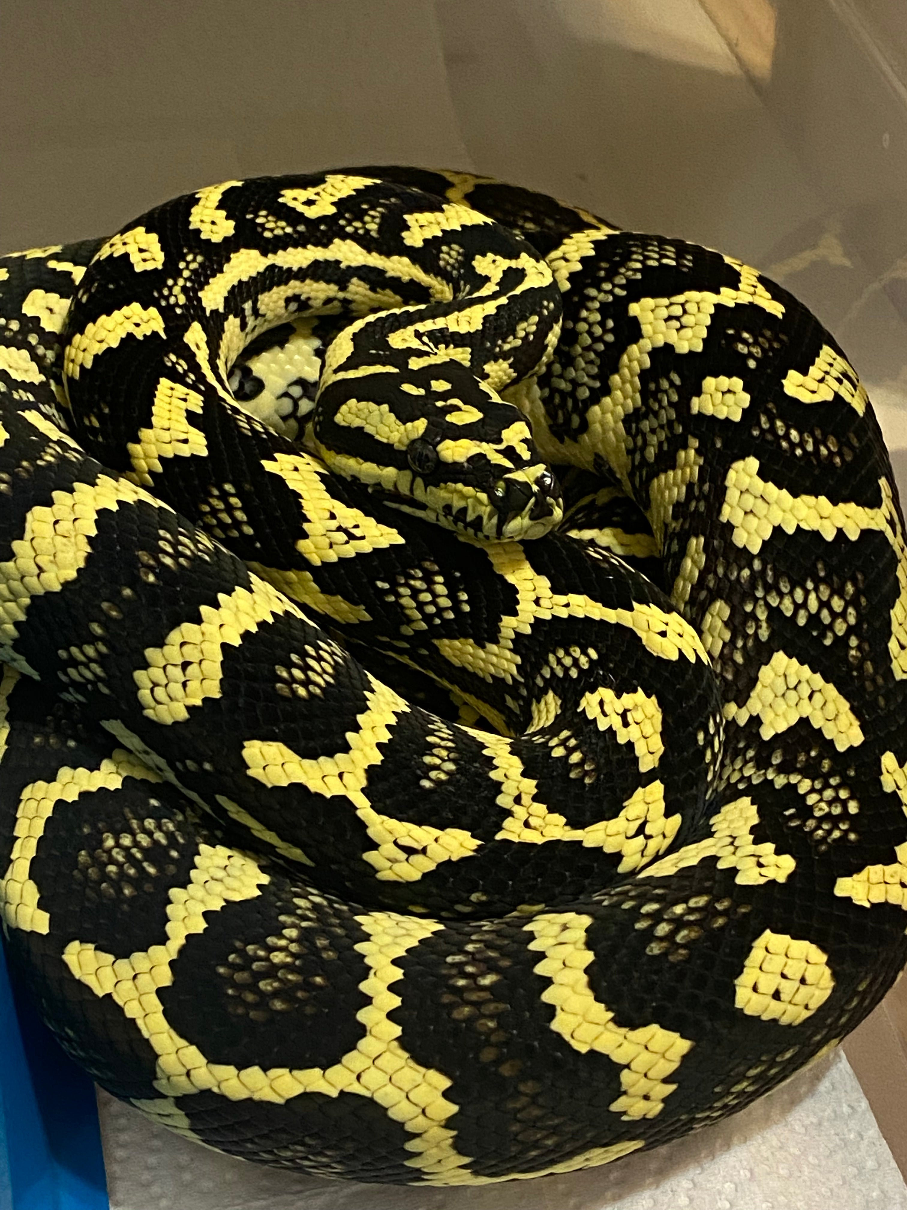 Keeper Exotics – KeeperExotics